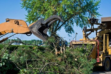 How To Use Tree Pruning To Improve Fruit Production