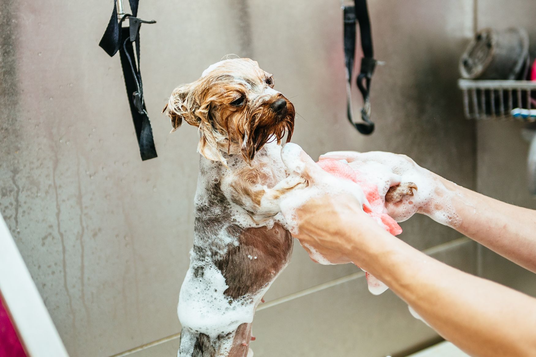 Dog Grooming Near Me: Finding a Pet Salon in Melbourne, VIC