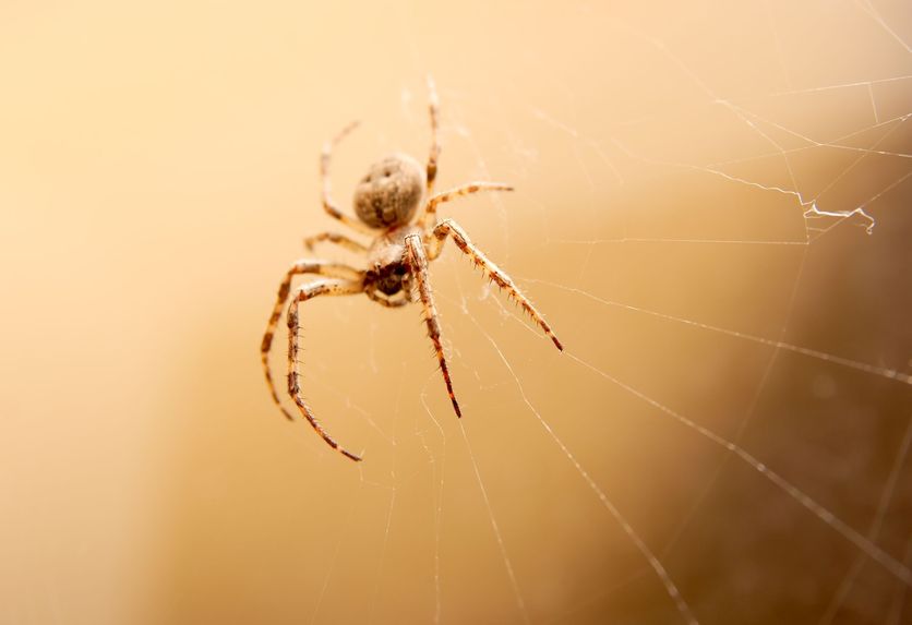 Sydney Spider Control