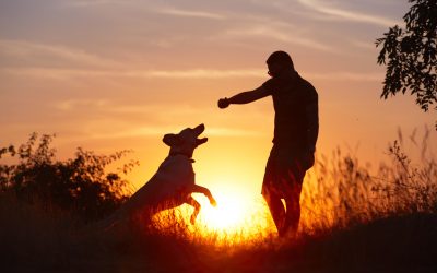 Why Dog Kennels Proserpine is the Best Choice for Your Pup’s Holiday