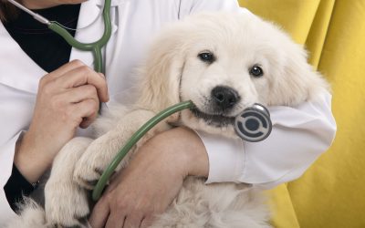 Find the Best Dog Grooming Near Me: Tips for Aussie Pet Owners