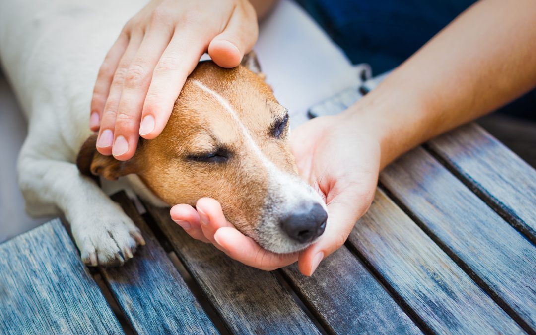 Pamper Your Pooch: Premier Pet Grooming in Hoppers Crossing