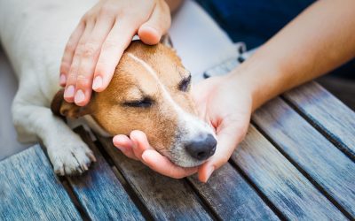 Pamper Your Pooch: Premier Pet Grooming in Hoppers Crossing