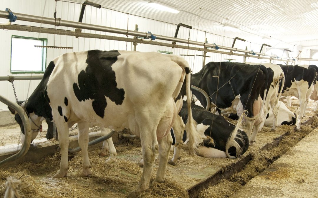 Find out how Dairy Supplies Deloraine TAS supports local farmers with quality essentials