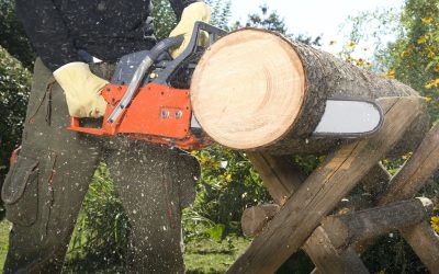 Improve Property Value with Tree Pruning Services in Rutherford, TN, in Australian Suburbs