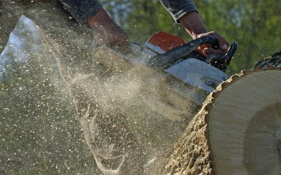 Expert Tips for Tree Pruning Gold Coast QLD Residents Should Know About